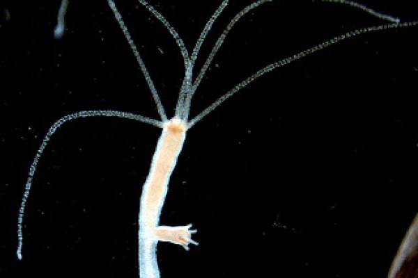 Kraken17 at