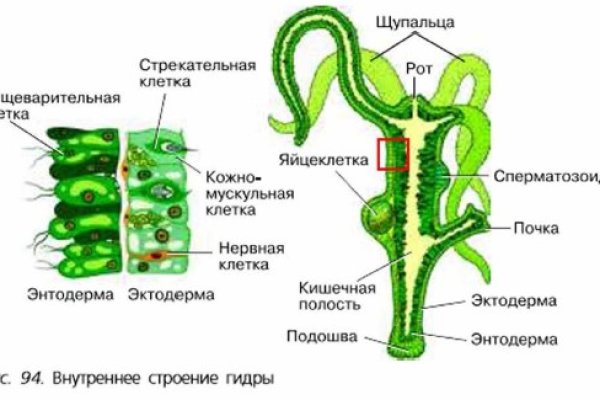 Кракен зеркало krakenat2krnkrnk com