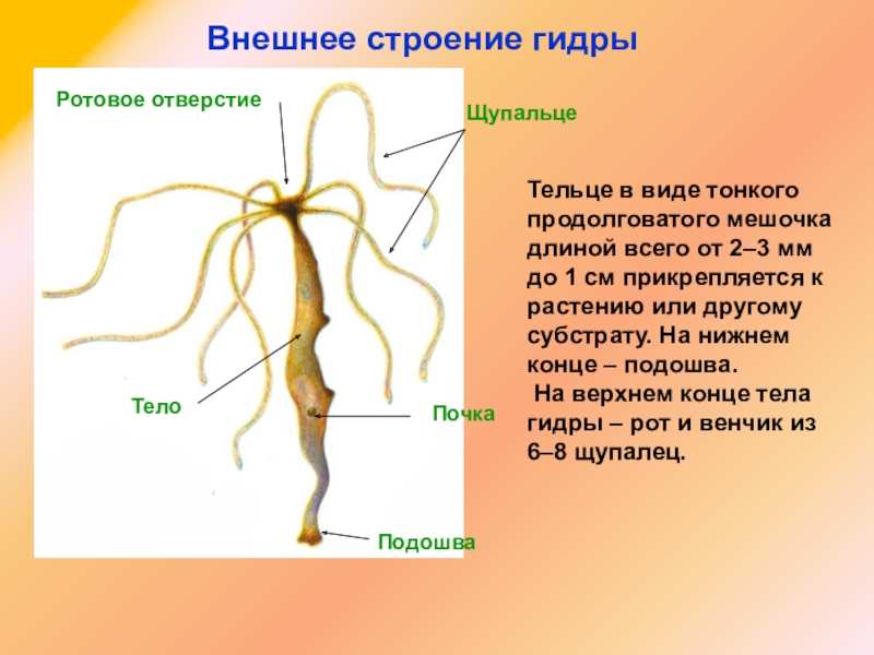 Как перейти на кракен